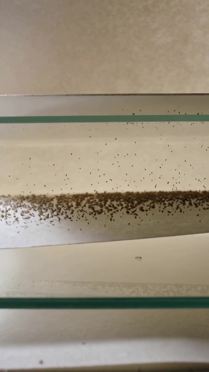 Vertical video: Shifting dirt and dots moving along rim after jolt in cabinet, with glass shelves