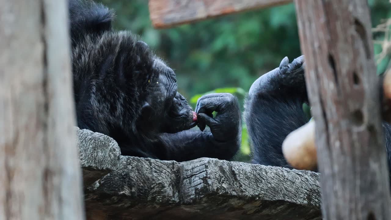 gorilas que se involucran en el comportamiento social en el zoológico