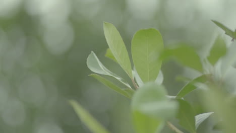 closeup macro shot about light green yerba mate tree leaves dancing in the wind with blurred background of surrounding landscape