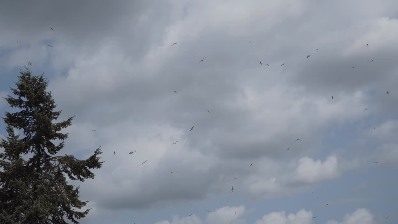 개구리 무리가 날아다니며 화나무 근처의 큰  구름을 향해 순환합니다.