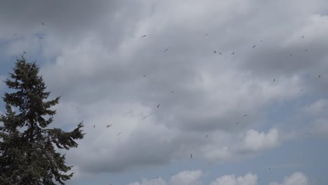 una bandada de gaviotas blancas vuela y gira en círculos contra una gran nube blanca cerca del abeto.