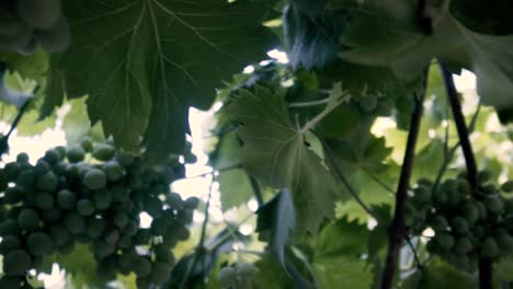 Shooted-in-slow-motion,-organic-grape-tree,-leaf-and-immature-green-grapes-in-Chile