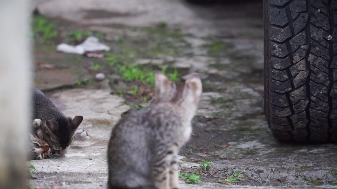 gatito gris sentado con gatitos jugando detrás de él