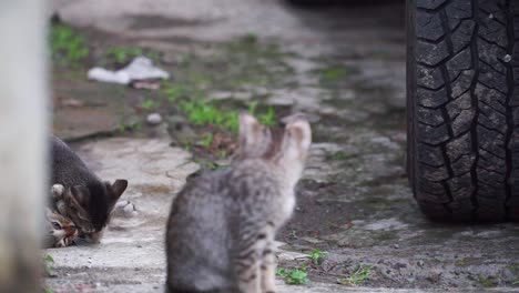 Gatito-Gris-Sentado-Con-Gatitos-Jugando-Detrás-De-él