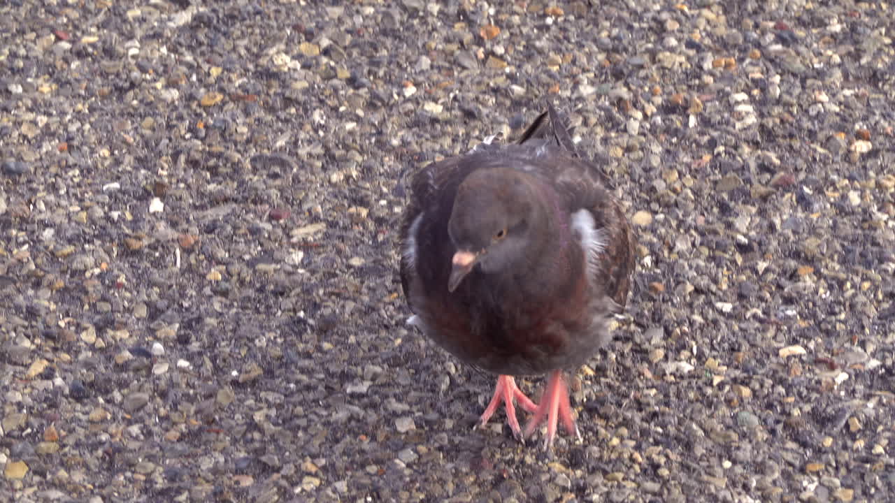 Close up of a black pigeon walking on the asphalt