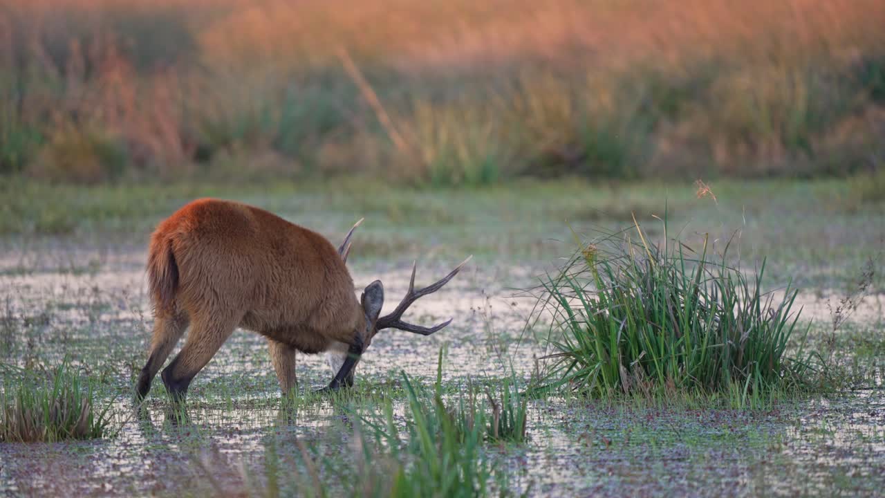 Marsh deer with partially grown antlers grazing on aquatic vegetation in shallow wetlands of Ibera National Park, Corrientes, Argentina. Static shot