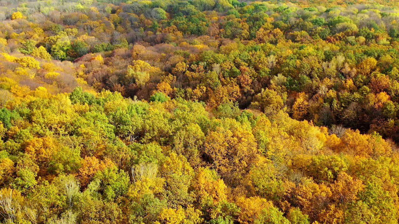 Nature background in autumn colors. Beautiful scenery of trees of a woodland in fall season. Aerial view. Camera moving to the right.
