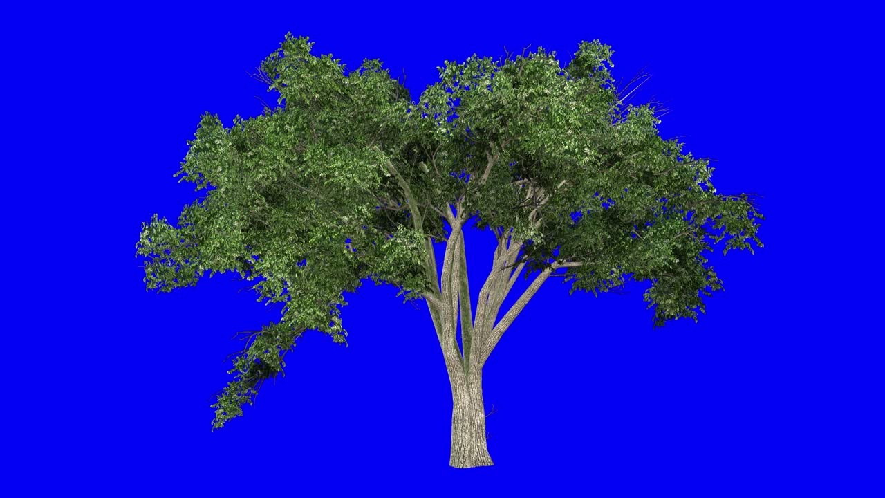 3D american elm tree with wind effect on blue screen 3D animation