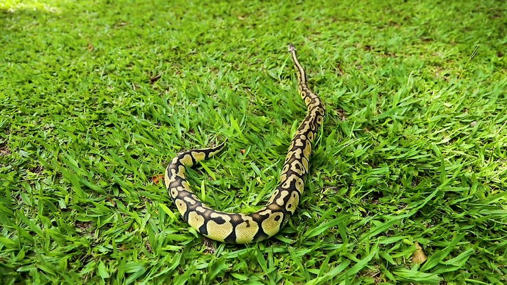 Prachtige echte python los in de natuur.