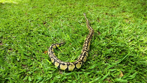 Beautiful-real-python-loose-in-nature