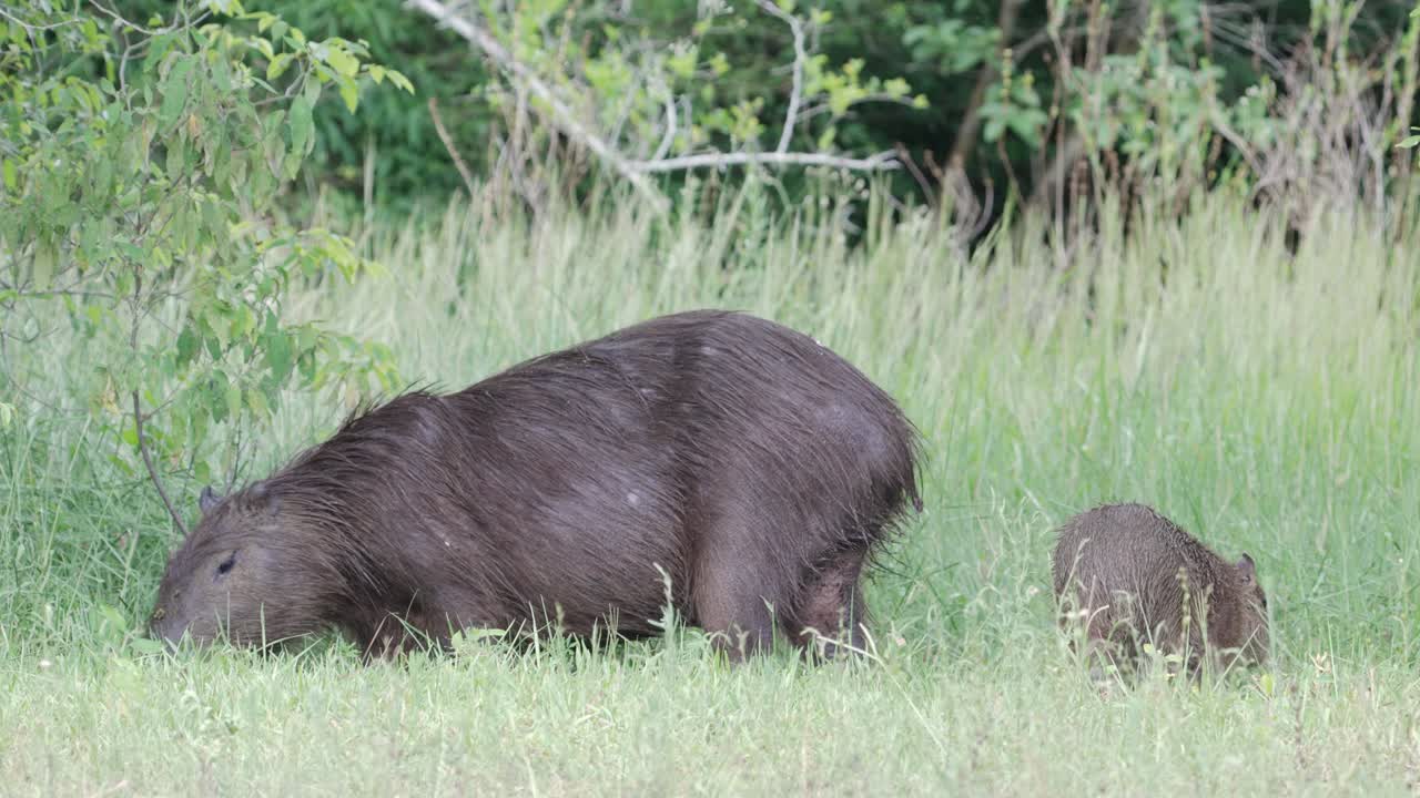 잔디에서 함께 먹이를 먹는 성인 및 청소년 카피 바라