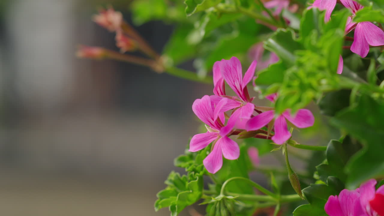 Close up of pink geranium flowers swaying gently in soft sunlight, with shallow depth of field and blurred background