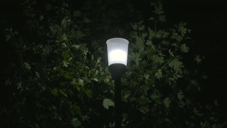 A-street-lamp-glowing-against-the-background-of-a-tree-blowing-in-the-breeze,-Dorset,-ENgland