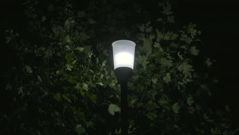 una lámpara de calle brillando contra el fondo de un árbol soplando en la brisa, dorset, inglaterra