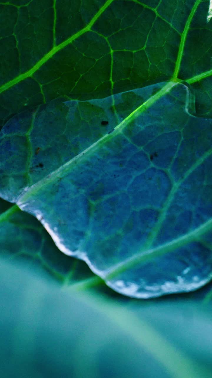A detailed view of a water droplet clinging to a vibrant green leaf, showcasing intricate vein patterns and the beauty of nature. Perfect for relaxation and inspiration