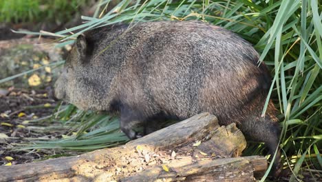 peccary exploring forested area at melbourne zoo