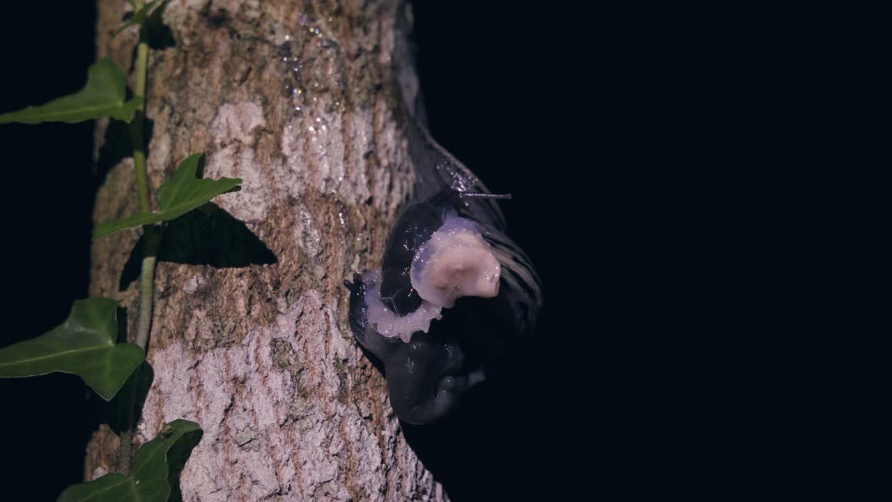 Scatto macro di due lumache che si accoppiano su una ruvida corteccia d'albero di notte. Visione dettagliata dello scambio di muco riproduttivo del gasteropode vicino a foglie di edera verde in un ambiente forestale naturale.