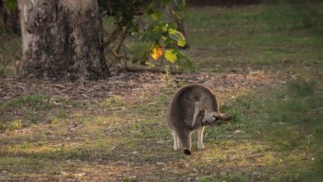 Eastern-Grey-kangaroo-scratching,-Coombabah-Lake-Conservation-Park,-Gold-Coast,-Queensland