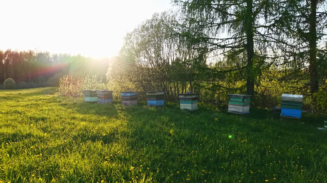 Beehives in wide open meadow with tree in background at dawn, low angle tracking right