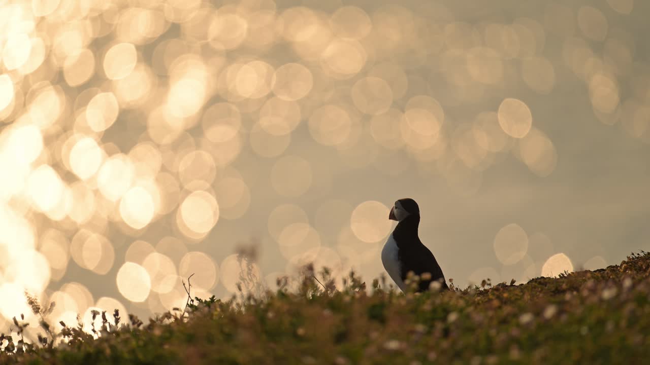 Puffin on Coast in Orange Sunset, Atlantic Puffins with Orange Ocean Sea Water and Coastal Scenery on Skomer Island, UK Wildlife and Birds