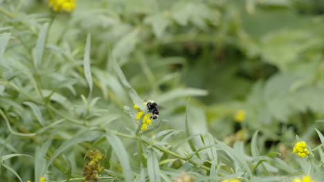 slow motion close up bumblebee on wildflowers