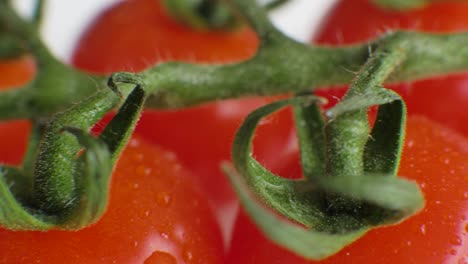 red tomatoes with water drops on green branch closeup