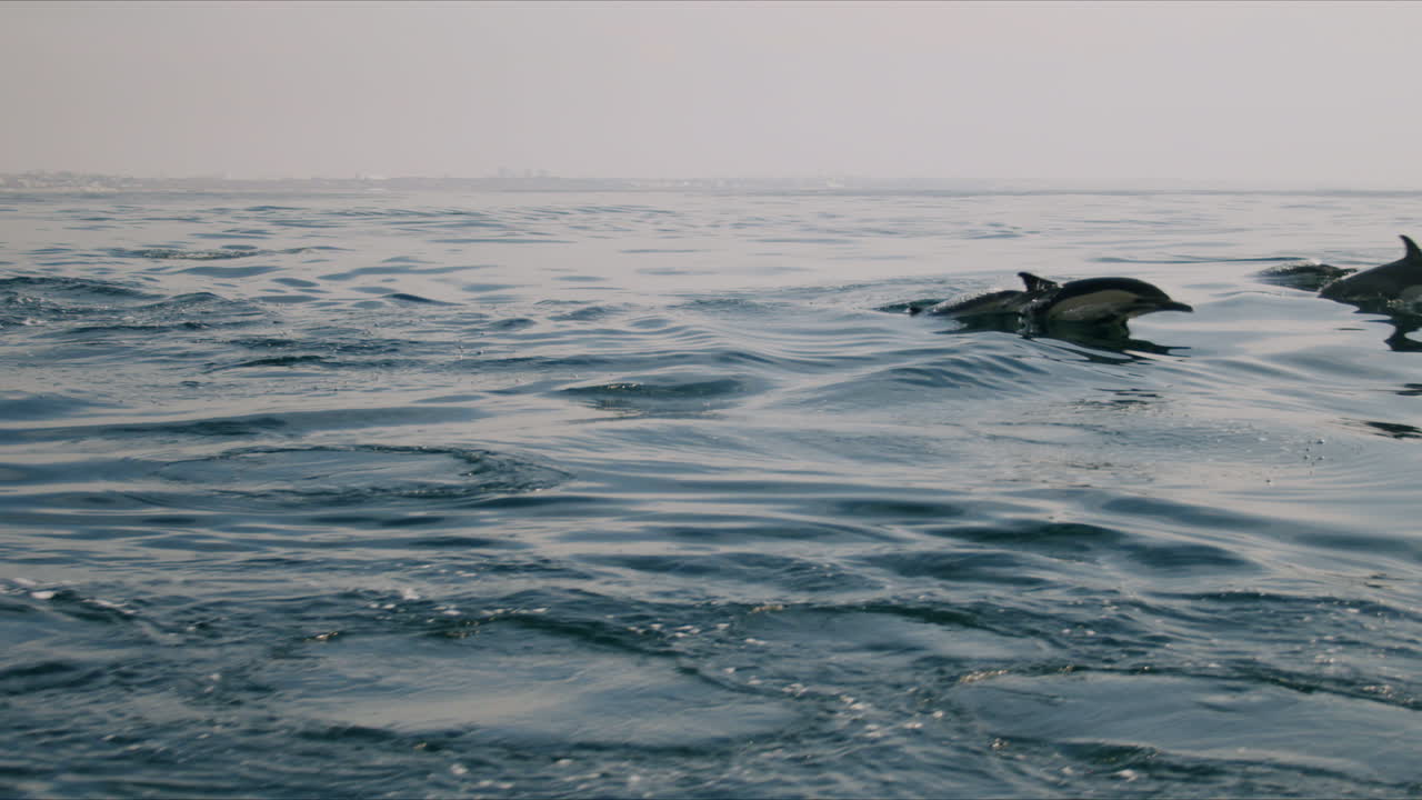 delfines nadando en el océano
