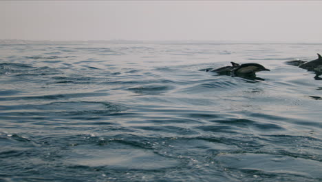 dolphins swimming in the ocean