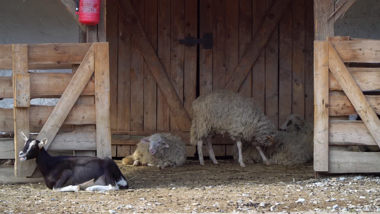 Black and white lambs and goats lying in front of a barn