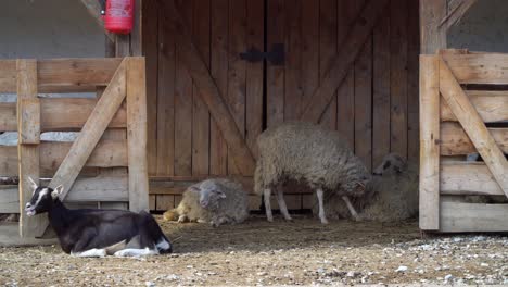 black and white lambs and goats lying in front of a barn