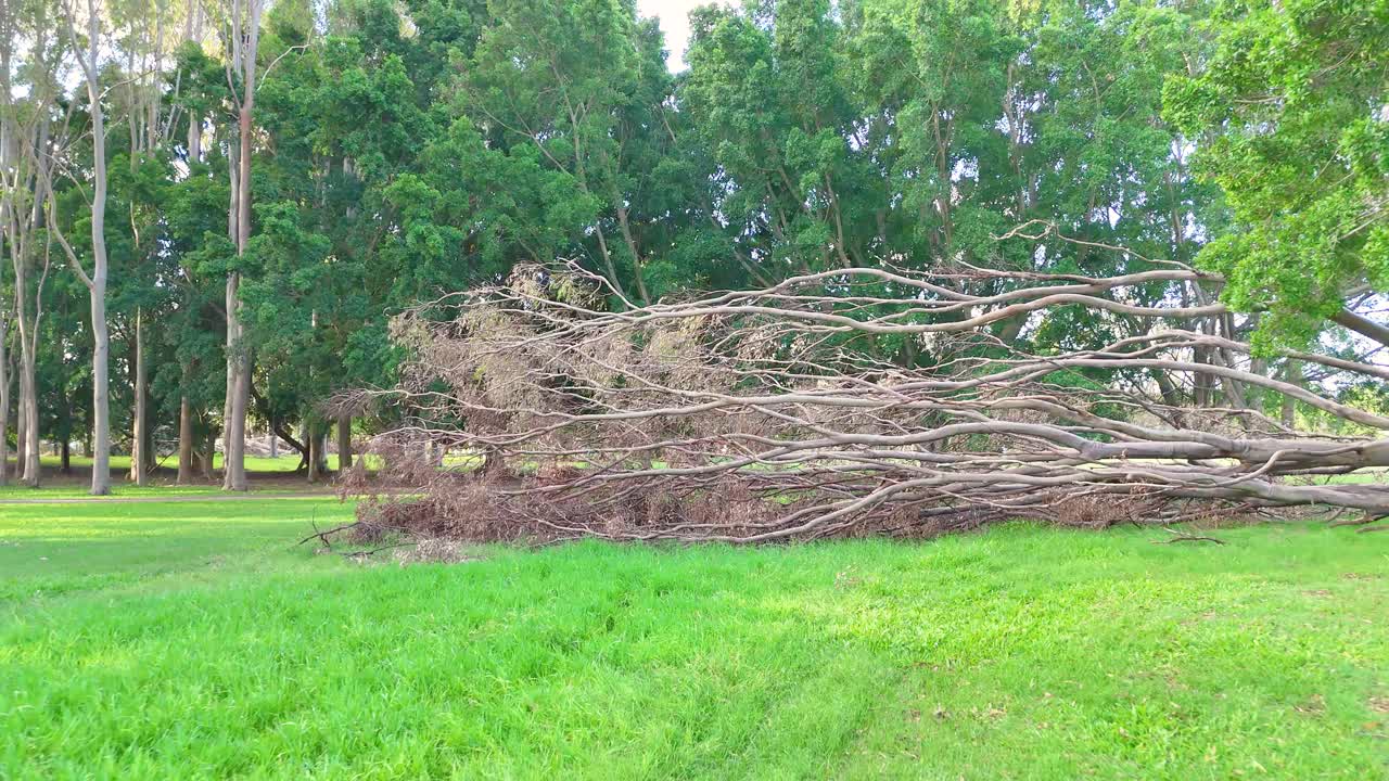 A large tree lies fallen in a vibrant park, surrounded by lush greenery and bright daylight
