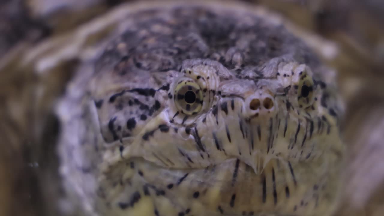 Premium stock video - The common snapping turtle (chelydra serpentina ...