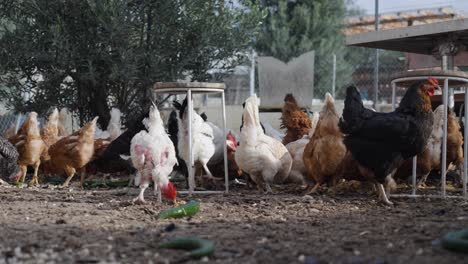 chickens pecking at food scattered on the ground, showcasing natural feeding behavior in a rustic, free-range farm setting. a lively scene of daily life in the countryside.
