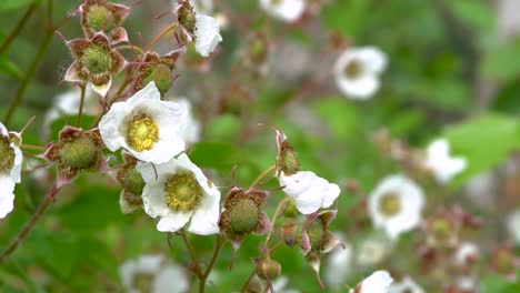 western honey bee gathers pollen, flies to another flower