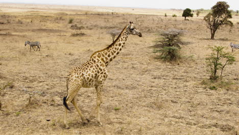 african wildlife giraffe walks in the kenya savannah next to zebras