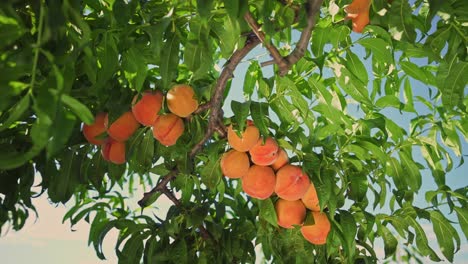 big juicy peaches on the tree. fabulous orchard. magical sunlight. fruits ripen in the sun.