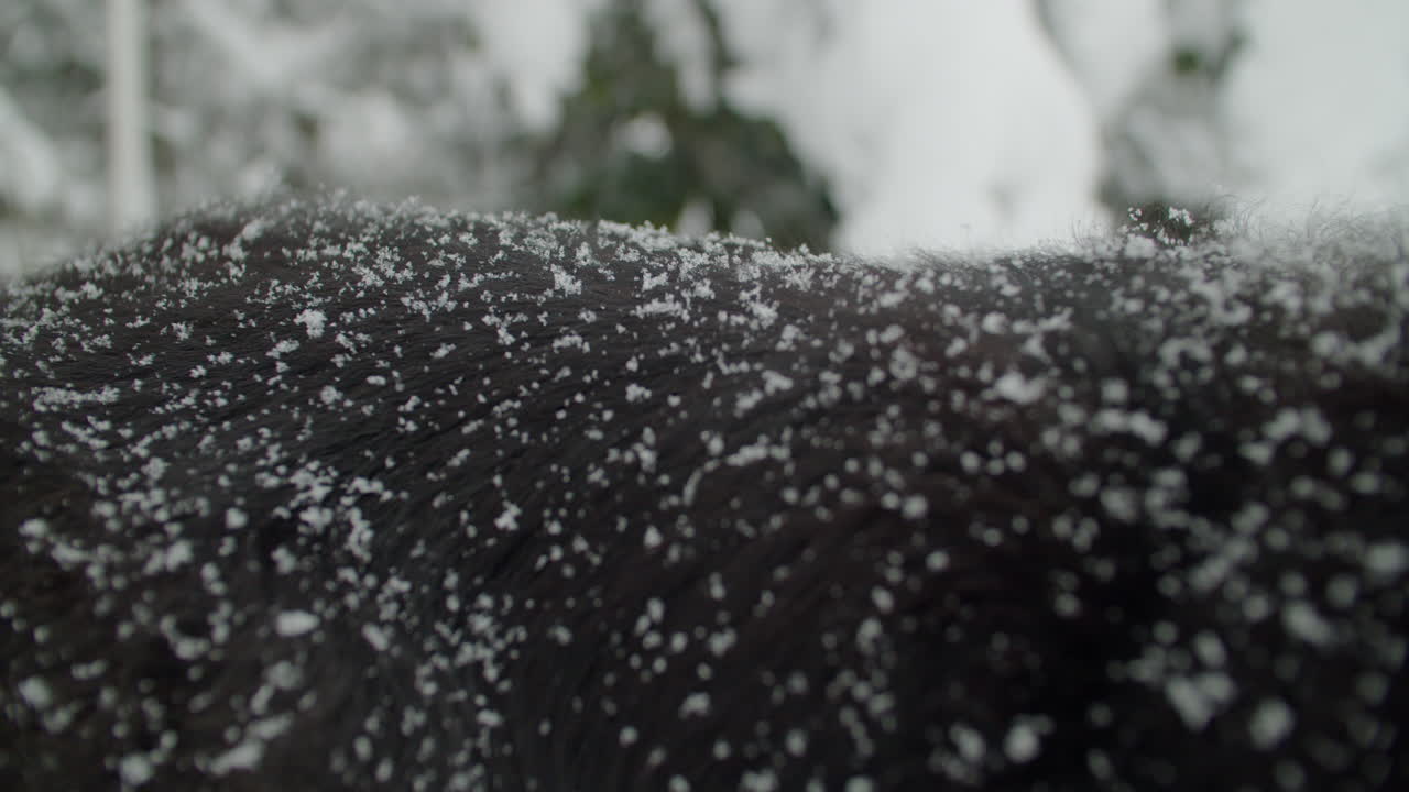 Copos de nieve cayendo sobre el pelaje negro de un perro