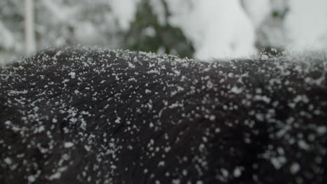 Schneeflocken-Fallen-Auf-Das-Schwarze-Fell-Eines-Hundes