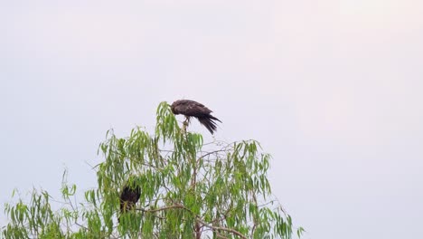 Black-eared-Kite,-Milvus-lineatus,-4K-Footage