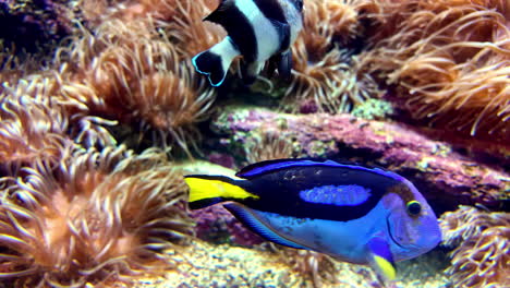 blue tang fish swims among corals in a vibrant underwater scene