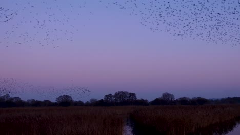 enorme bandada de pájaros estornino realizando asombroso murmullo de formas en el cielo durante la hermosa puesta de sol púrpura en somerset, país oeste de inglaterra reino unido