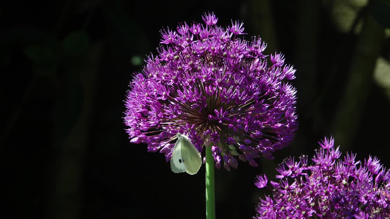 Cabbage white butterfly purple allium flower head.