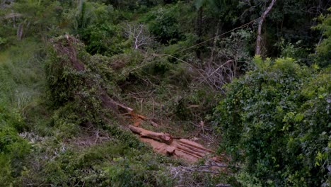 woodland wilderness, tropical seasons, habitat conservation, aerial view