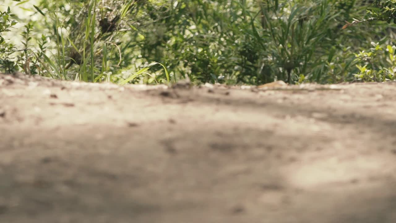 Closeup of shoes walking in the dirt