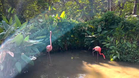 flamencos rosados en un hábitat tropical