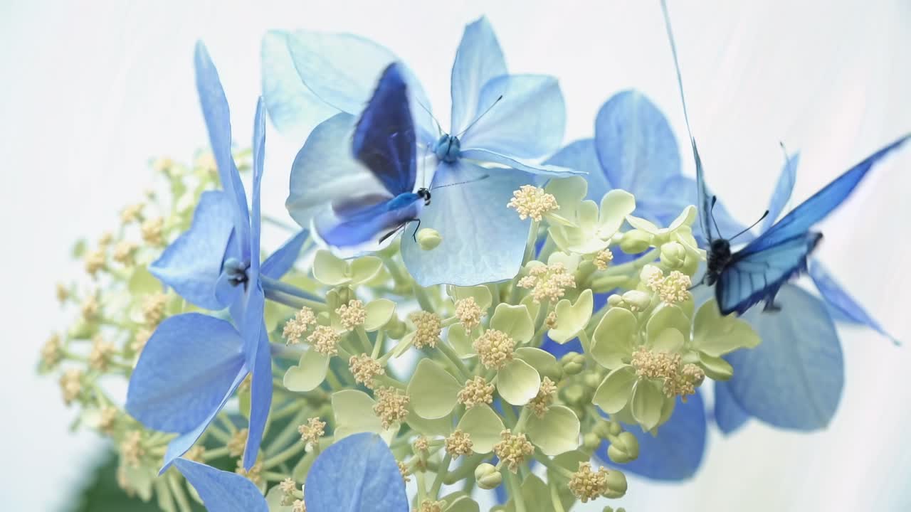 Close-up video of blue butterflies on delicate flowers, showcasing a serene and ethereal nature