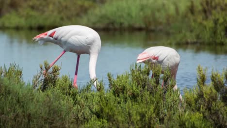 flamencos carmargue 20