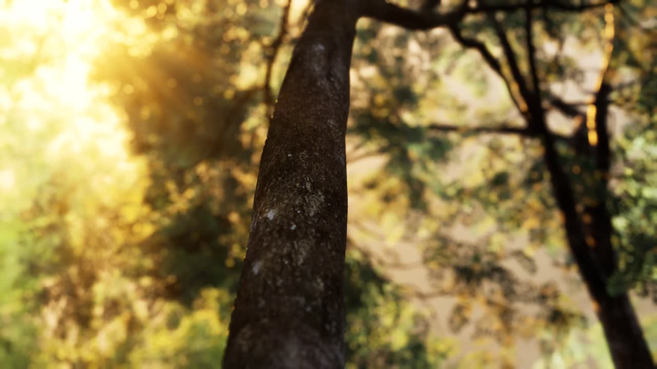 ⁇ 빛 은 안개 가 가득 한 숲 의 나무 들 을 통해  ⁇ 아져 나온다