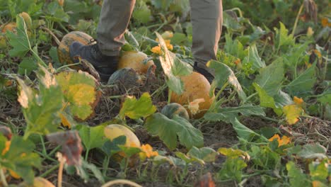 farmer walking over pumpkin patch inspecting crops for halloween harvesting with a close up shot and warm sunlight