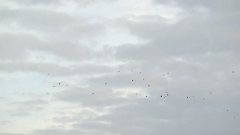 Vogelschwarm-Fliegt